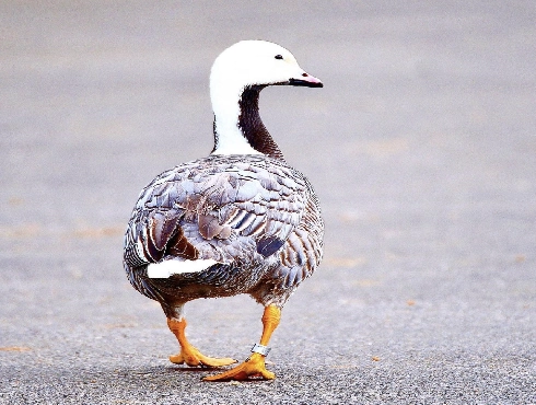 Emperor Goose